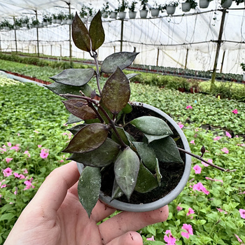 Hoya krohniana Black Leaves Hoja P9