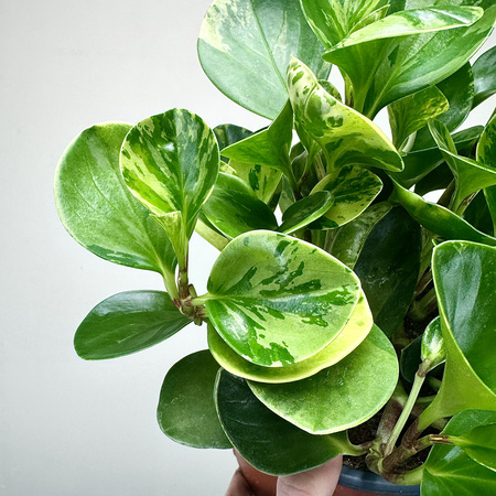 Peperomia obtusifolia Marble Variegata P17