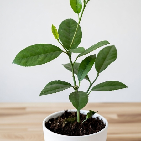 Cytryna Skierniewicka Cytrus