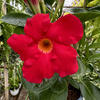 Mandevilla Sundaville Early Scarlet Dipladenia Czerwona na drabince
