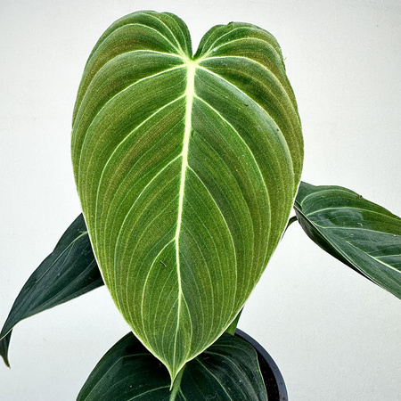 Philodendron Melanochrysum Filodendron P12
