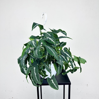 Syngonium Wendlandii Green Velvet Zroślicha P19 wisząca