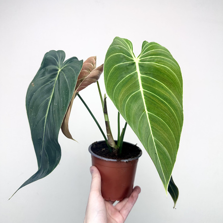 Philodendron Melanochrysum Filodendron P12