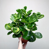 Peperomia obtusifolia Marble Variegata P17