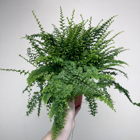 Paproć Green Fantasy Nephrolepis P12