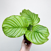 Calathea orbifolia Kalatea okrągłolistna