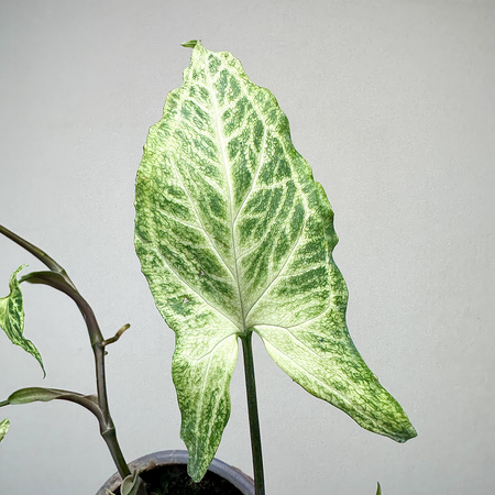 Syngonium Batik Zroślicha P9