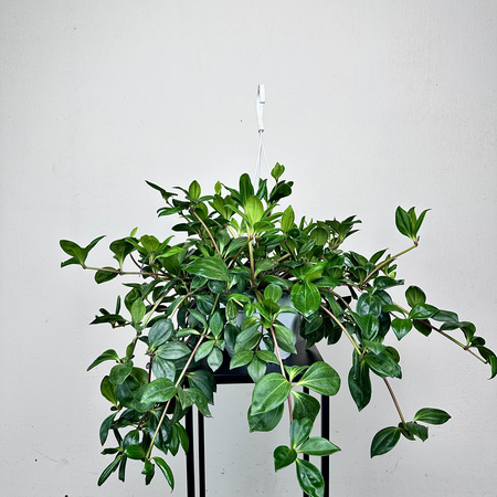 Peperomia Pereskiifolia P19 wisząca