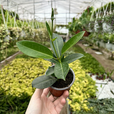 Stefanotis Bukietowy Stephanotis Floribunda
