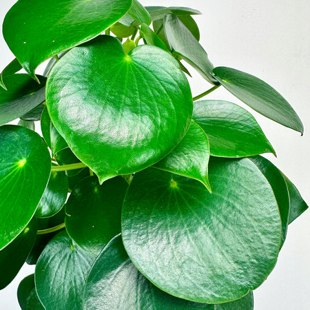 Peperomia polybotrya Raindrop P12