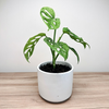 Monstera adansonii Mint P12