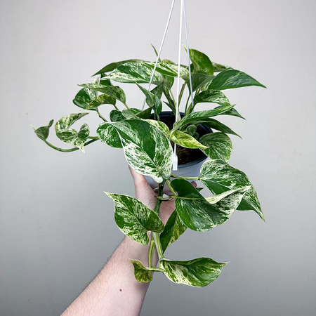 Epipremnum aureum Marble Queen P17 wisząca