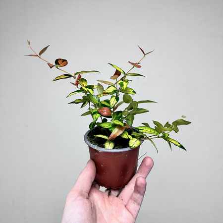 Jaśmin Azjatycki Summer Sunset Trachelospermum asiaticum P9