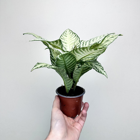 Aphelandra squarrosa White Wash Afelandra P9