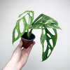Monstera Indonesian Marble Variegata P9
