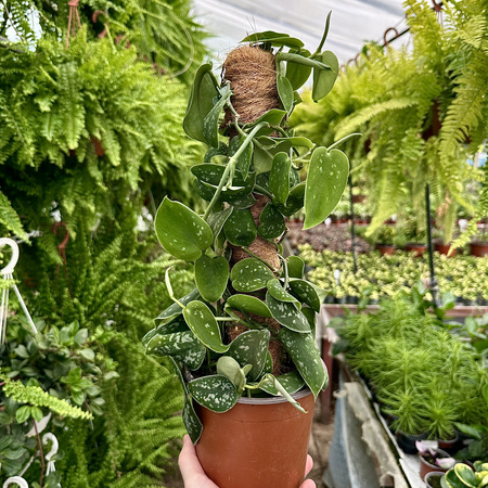 Scindapsus Pictus Argyraeus Scindapsus pstry P14 na paliku