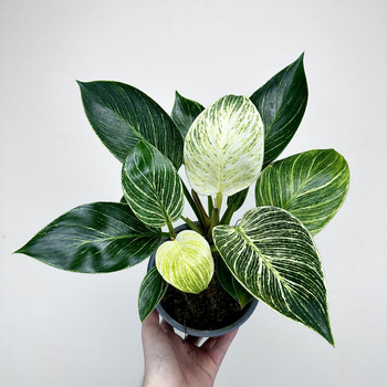 Philodendron Birkin White Measure Filodendron P14