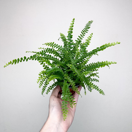 Paproć Duffy Nephrolepis P9