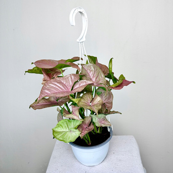 Syngonium Neon Robusta Zroślicha P15 wisząca