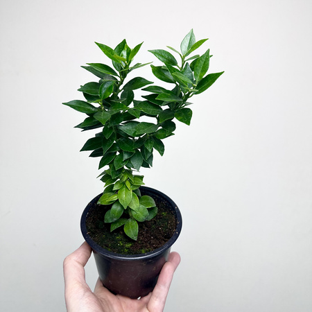 Pomarańcza Chinotto Citrus Myrtifolia P11