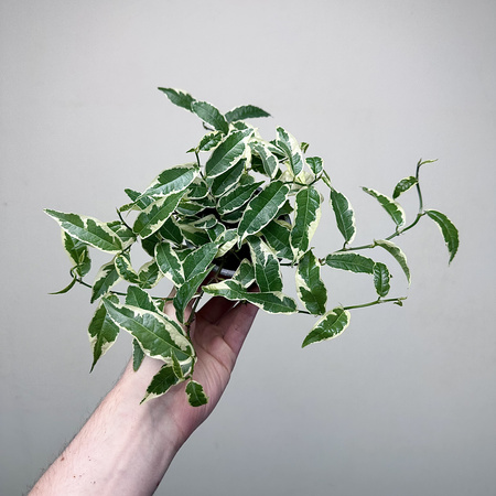 Ficus radicans White Fikus P9