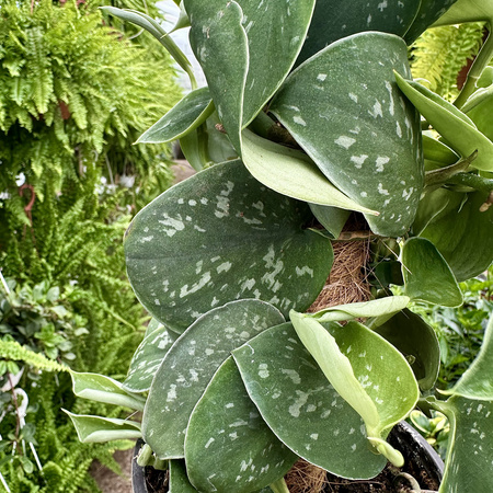 Scindapsus Pictus Argyraeus Scindapsus pstry P14 na paliku