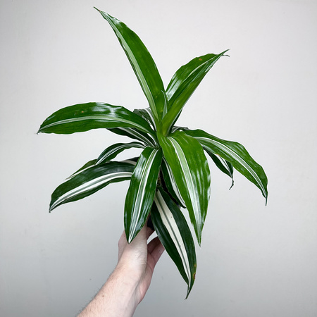 Dracaena fragrans Green White Dracena P11