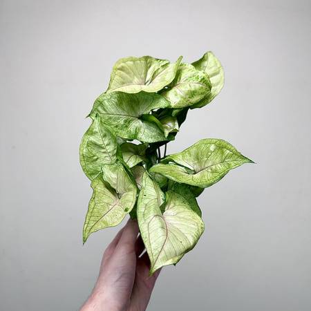 Syngonium Matcha Sprinkle Zroślicha P9