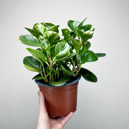 Peperomia obtusifolia Marble Variegata P17