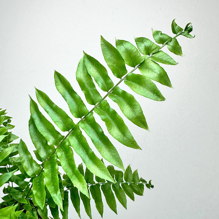 Paproć Macho Nephrolepis P13