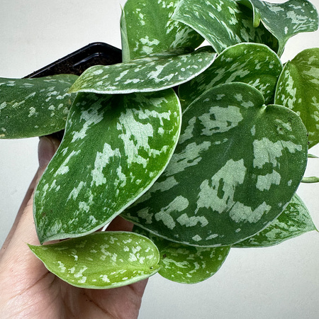 Scindapsus Pictus Argyraeus Scindapsus pstry P7