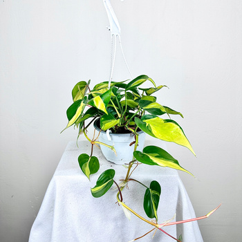 Philodendron Scandens Brasil Filodendron P15 wisząca