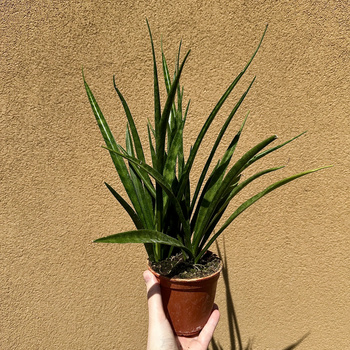 Sansewieria Friends Sansevieria kirkii P12