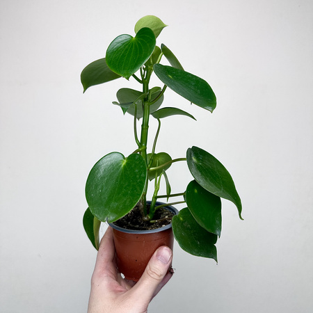 Peperomia polybotrya Raindrop P9