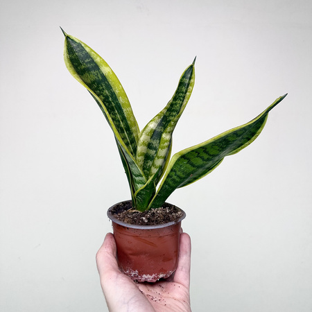 Sansevieria Futura Superba Sansewieria P9