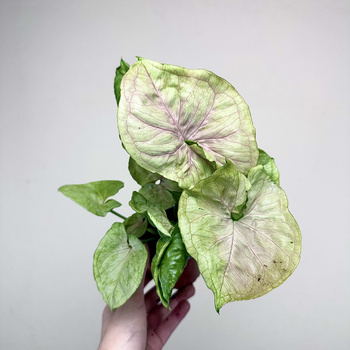 Syngonium Roxana Zroślicha P9