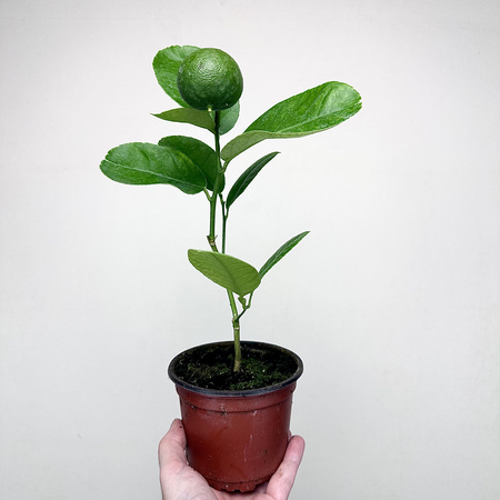 Cytryna Skierniewicka Cytrus z owocem