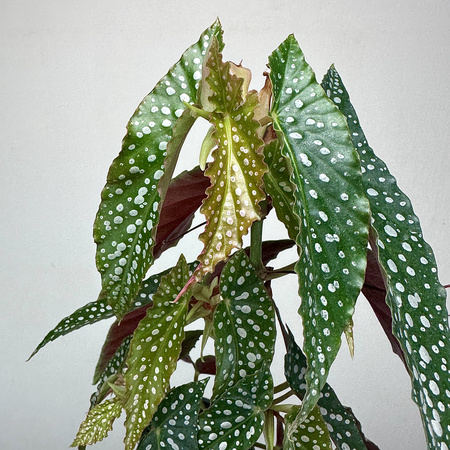 Begonia Double Dot P9