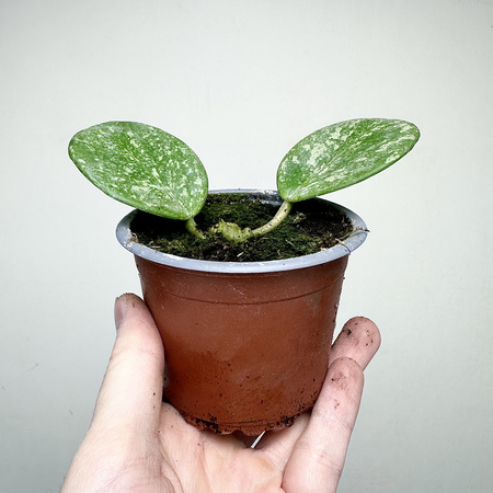 Hoya Obovata Splash Hoja