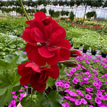 Pelargonia Allegria Early Red Czerwona pełna półzwisająca