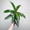 Dracaena fragrans Green White Dracena P11