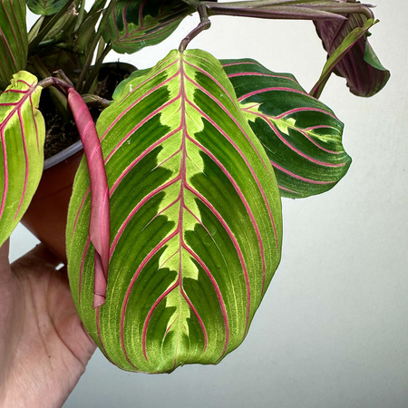 Maranta Leuconeura Fascinator Tricolor P12