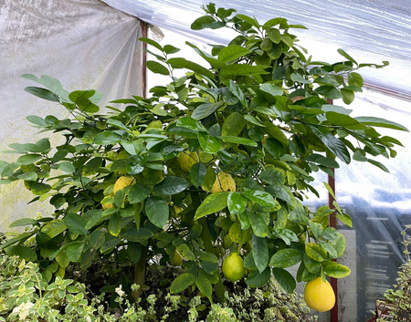 Cytryna Skierniewicka Cytrus z owocem