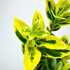 Trzmielina Euonymus zółto-zielona