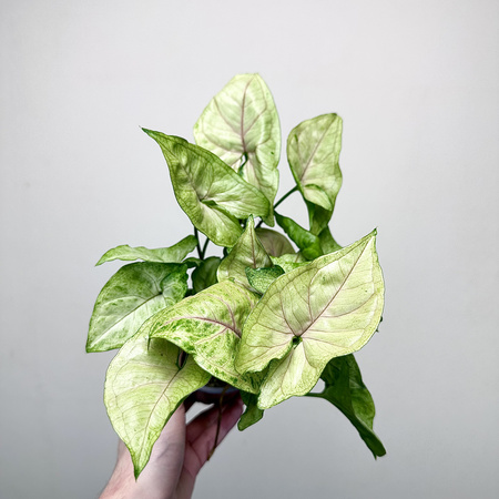 Syngonium Matcha Sprinkle Zroślicha P9