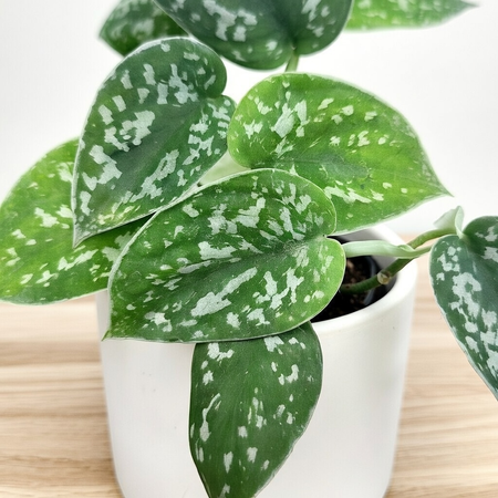 Scindapsus Pictus Argyraeus Scindapsus pstry P7