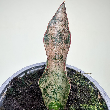 Sansevieria Star Canyon Granite Sansewieria P9