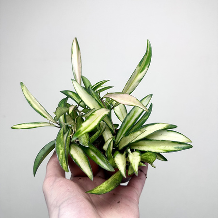 Hoya wayetii Tricolor Hoja P6