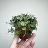 Hoya Curtisii Hoja P9
