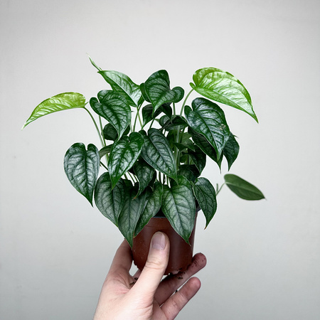 Monstera siltepecana P9